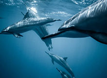 盛世棋牌游戏-亚洲羽毛球团体锦标赛：中国女队4-1战胜马来西亚